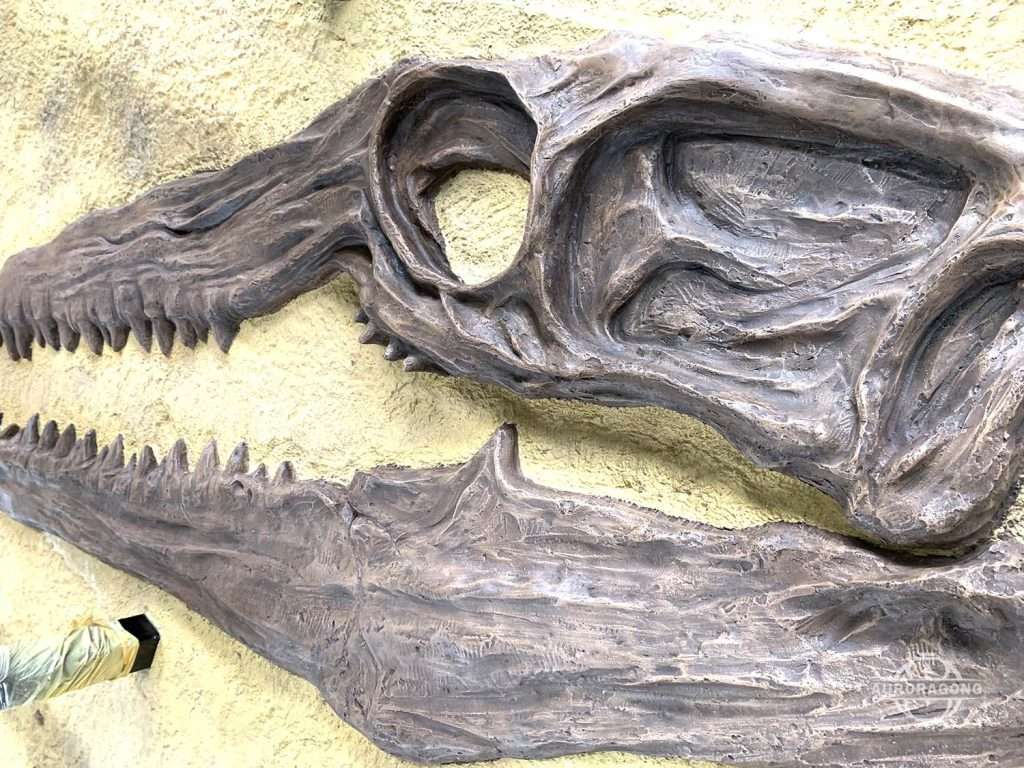 Dinosaur skull excavation model