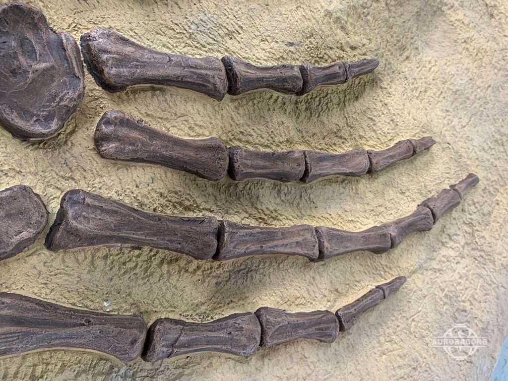 Scale dinosaur skeleton excavation model