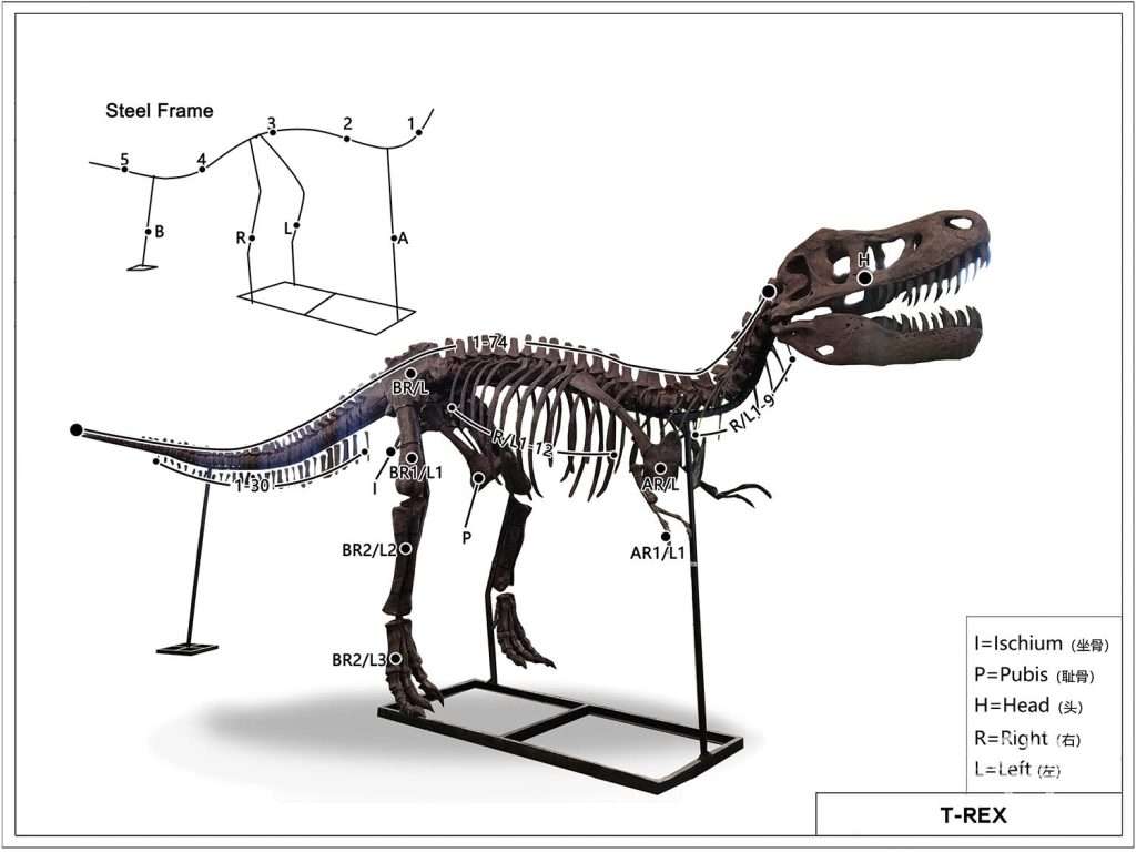 Full Size T-rex Skeleton Design Drawings