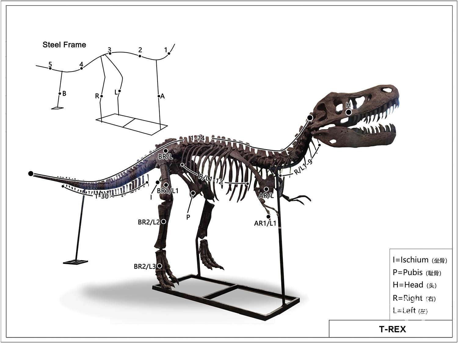 Full Size T-rex Skeleton Design Drawings