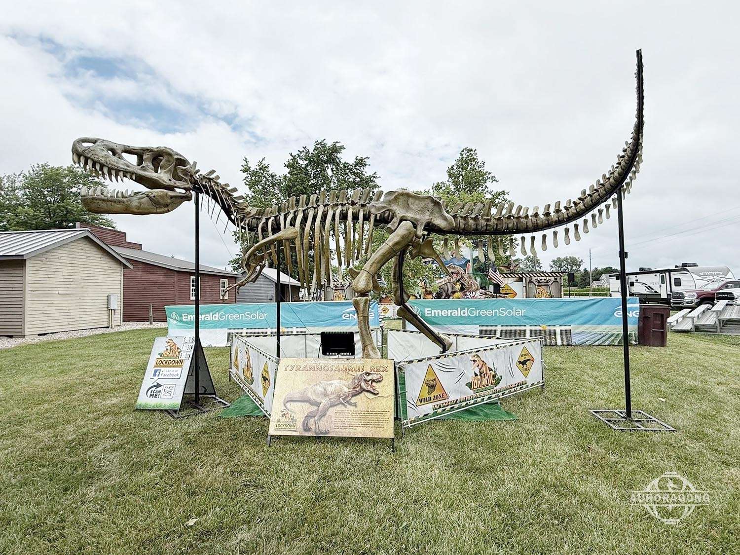 Full Size T-rex Skeleton Outdoor Display