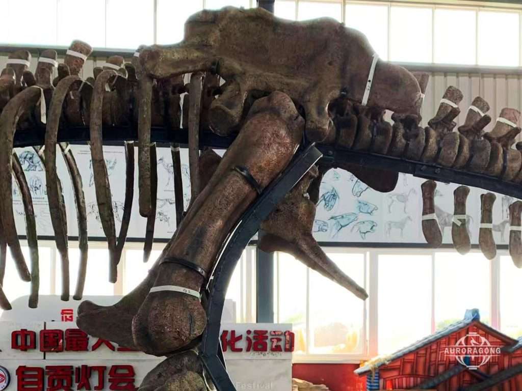 Full Size T-rex Skeleton Leg Bone Display
