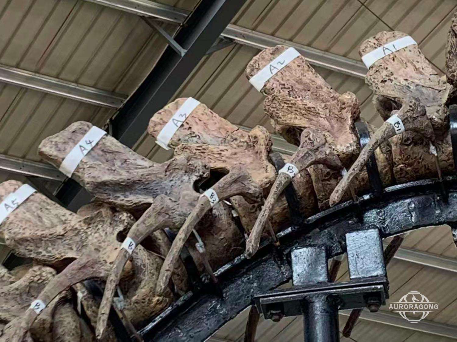 Full Size T-rex Skeleton Spine Display