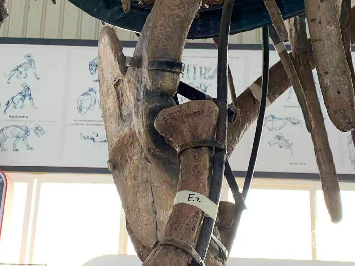 Full Size T-rex Skeleton Details