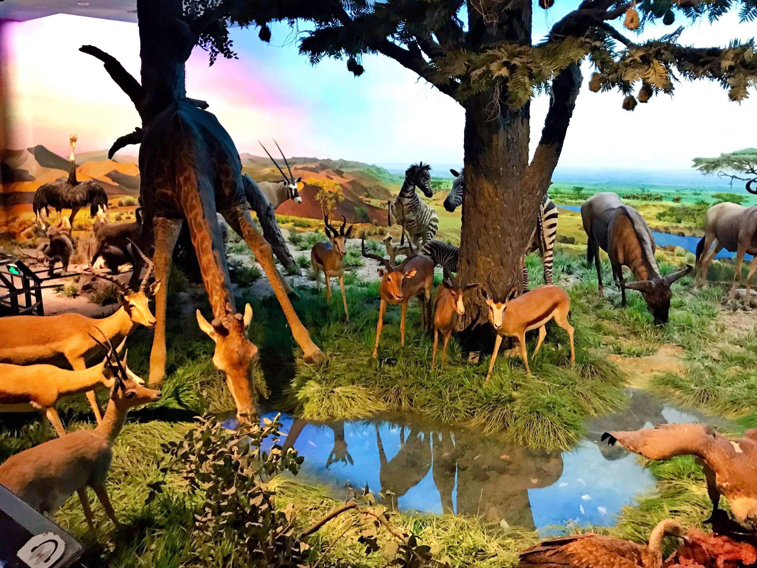 Interactive farm animatronic cow in museum educational center