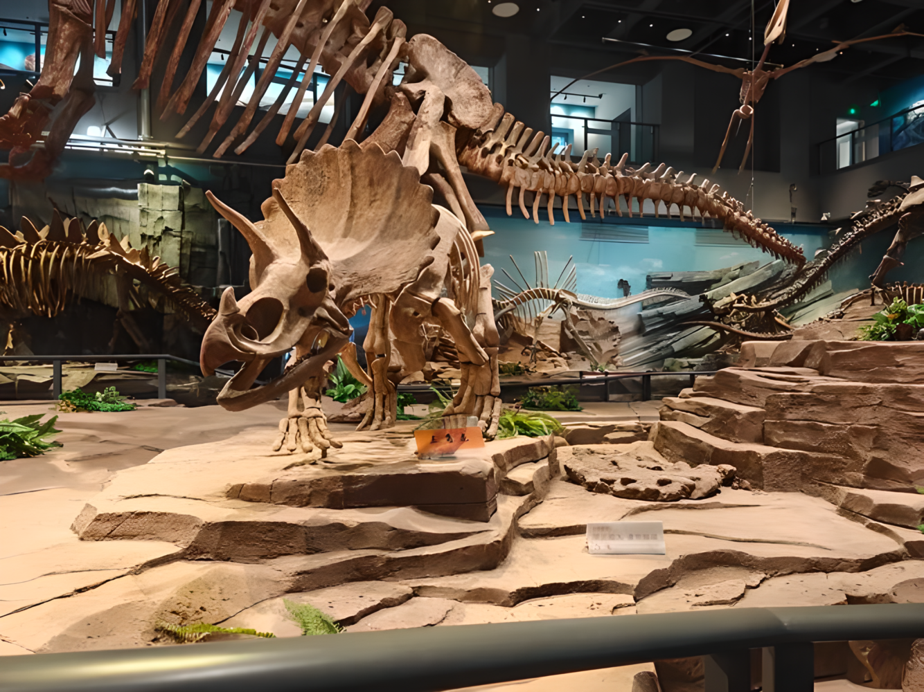 Life-size Triceratops fossil skeleton replica displayed in a dinosaur museum exhibition hall
