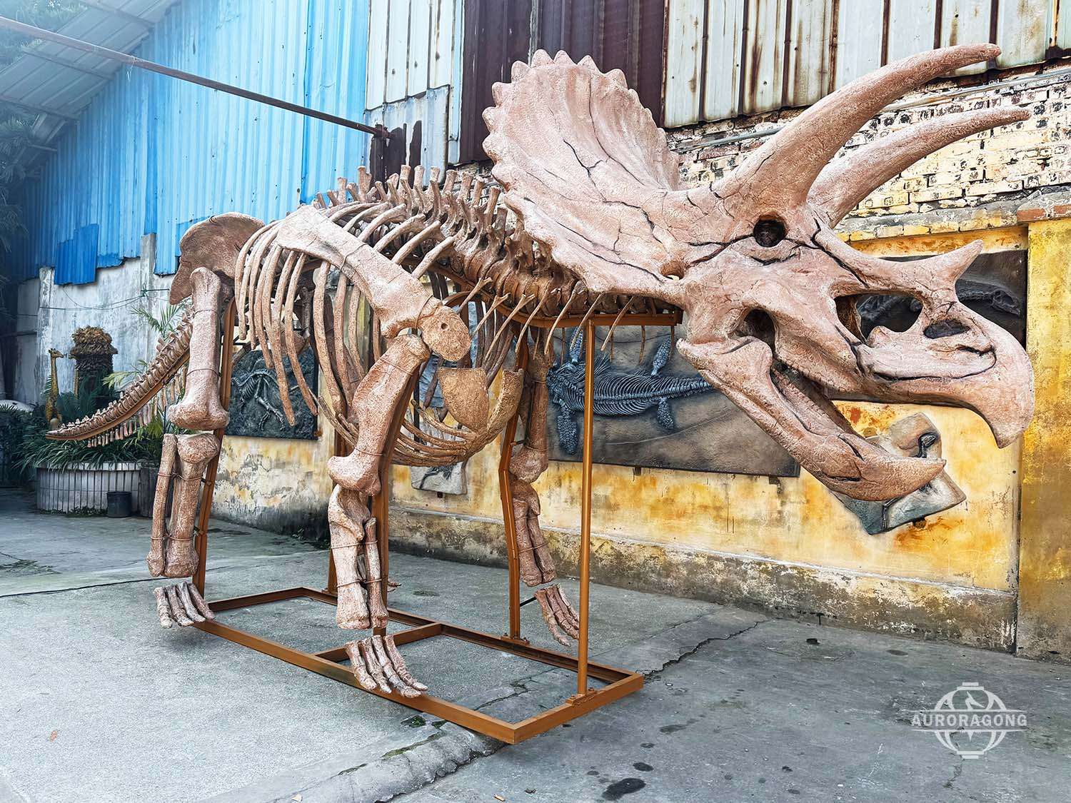 Life-sized Triceratops Fossil Skeleton
