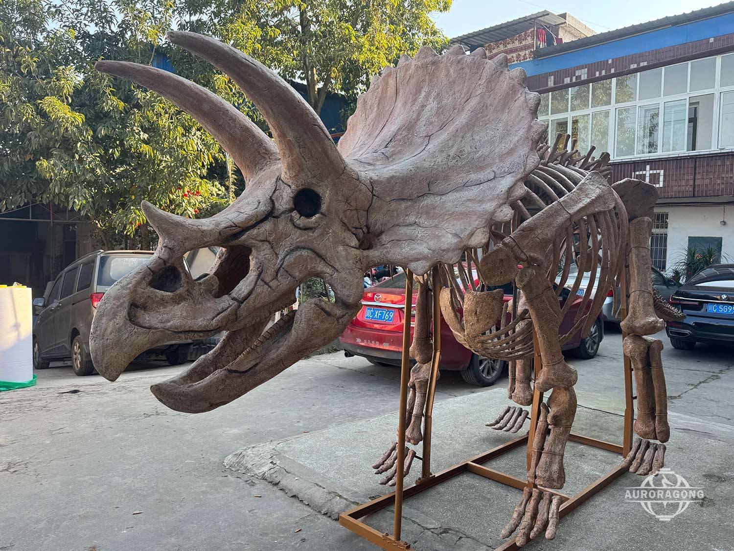 Life-sized Triceratops Fossil Skeleton in China