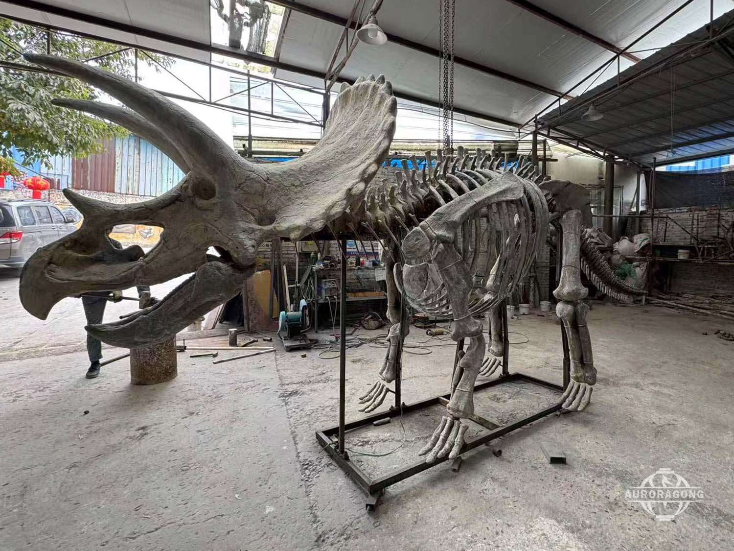 Life-sized Triceratops fossil skeleton replica displayed in the AuroraGong factory during production