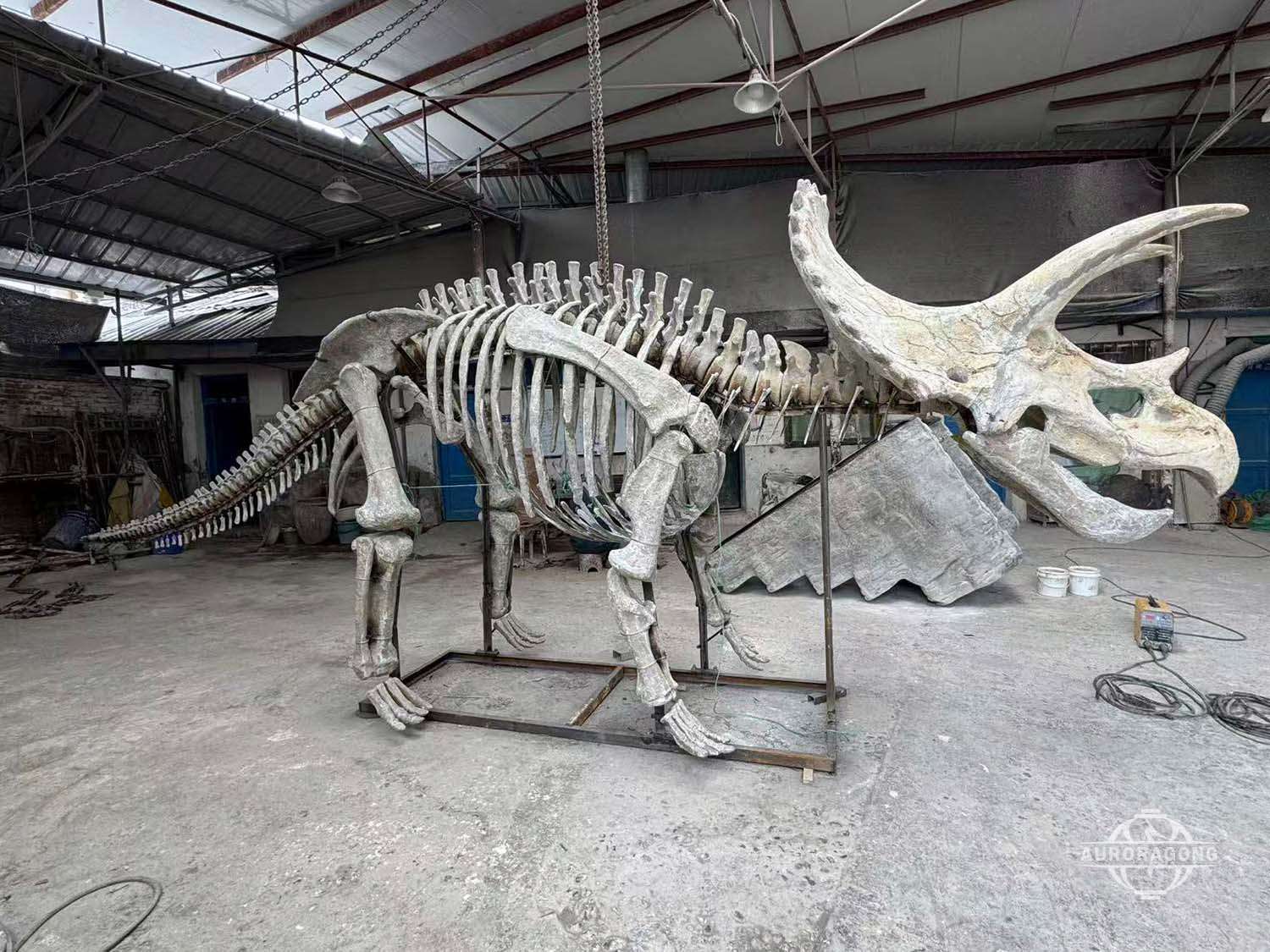 Close-up of life-sized Triceratops dinosaur skeleton replica showing realistic fossil textures in the factory