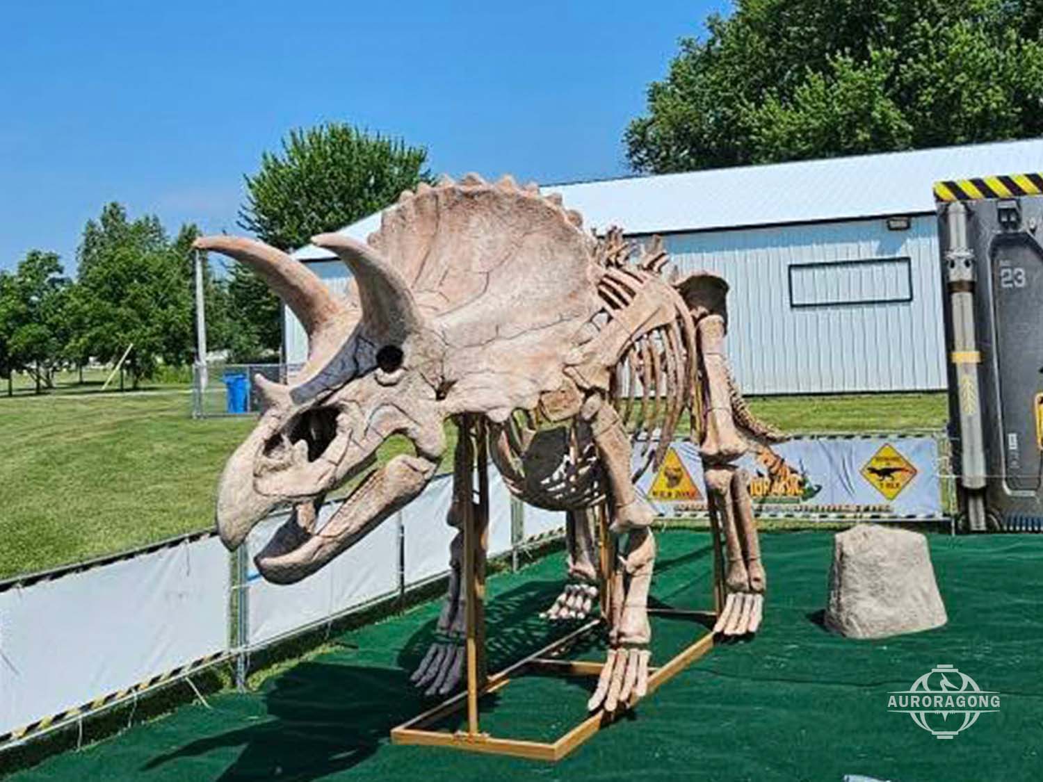 Large Triceratops dinosaur skeleton replica displayed at a shopping mall exhibition event