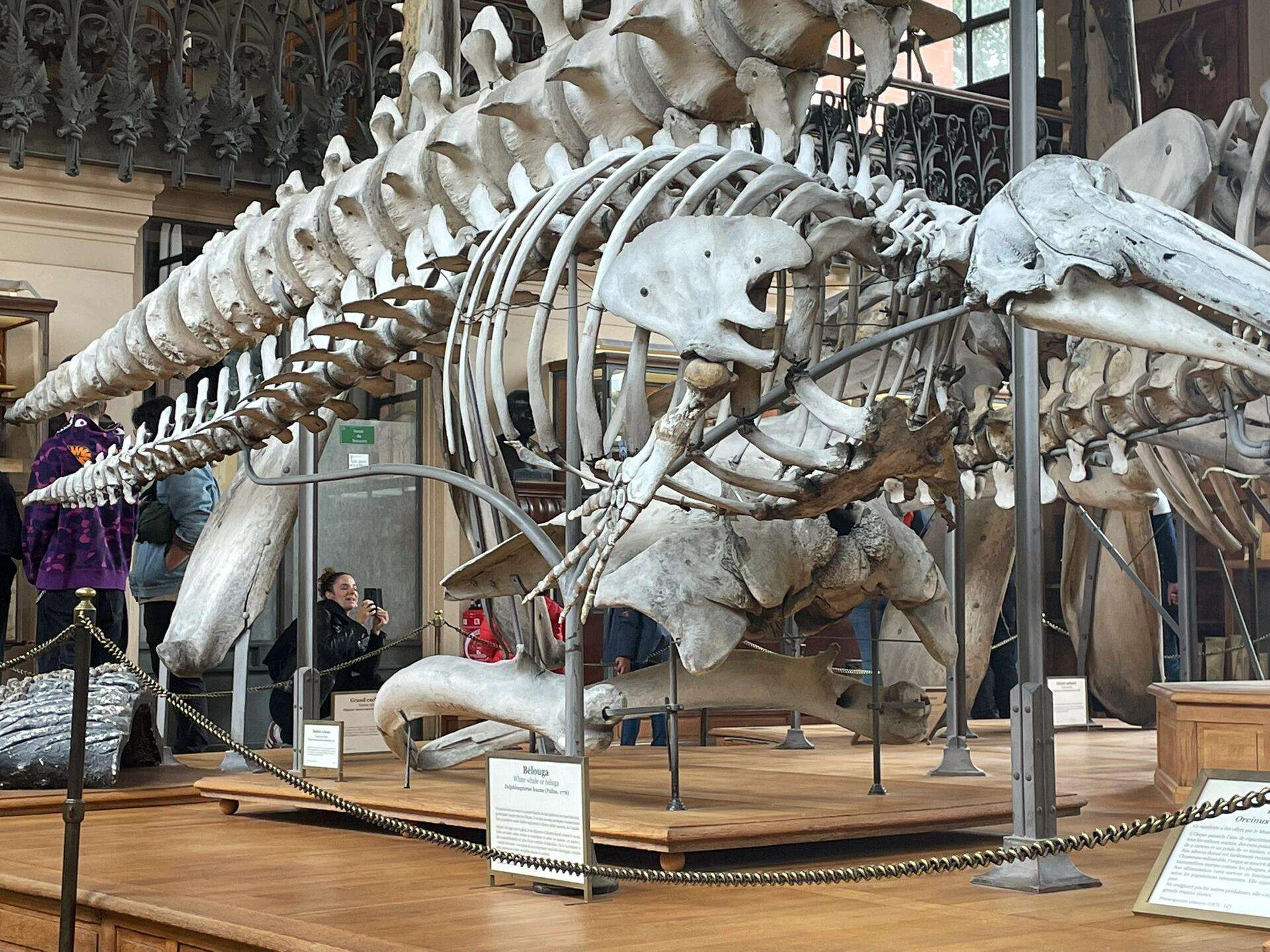Triceratops fossil skeleton replica used in a science center educational dinosaur exhibition