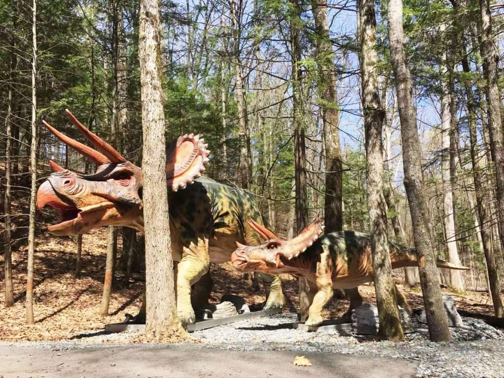Triceratops