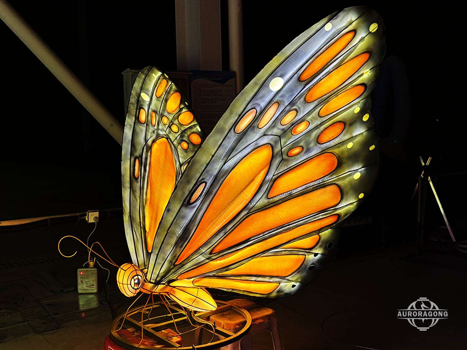 Butter Lantern in zoo